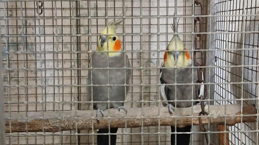 Valkparkieten, Dieren en Toebehoren, Mannelijk, Parkiet