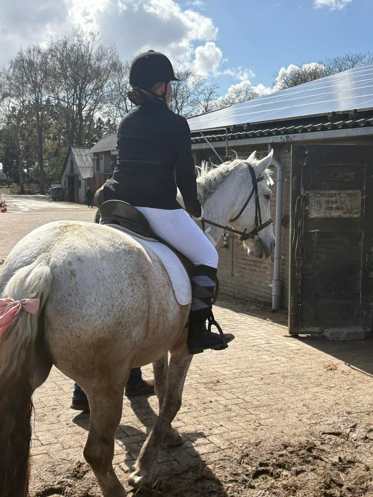 Verzorg/bijrijder aangeboden, Dieren en Toebehoren, Ophalen of Verzenden, Zo goed als nieuw