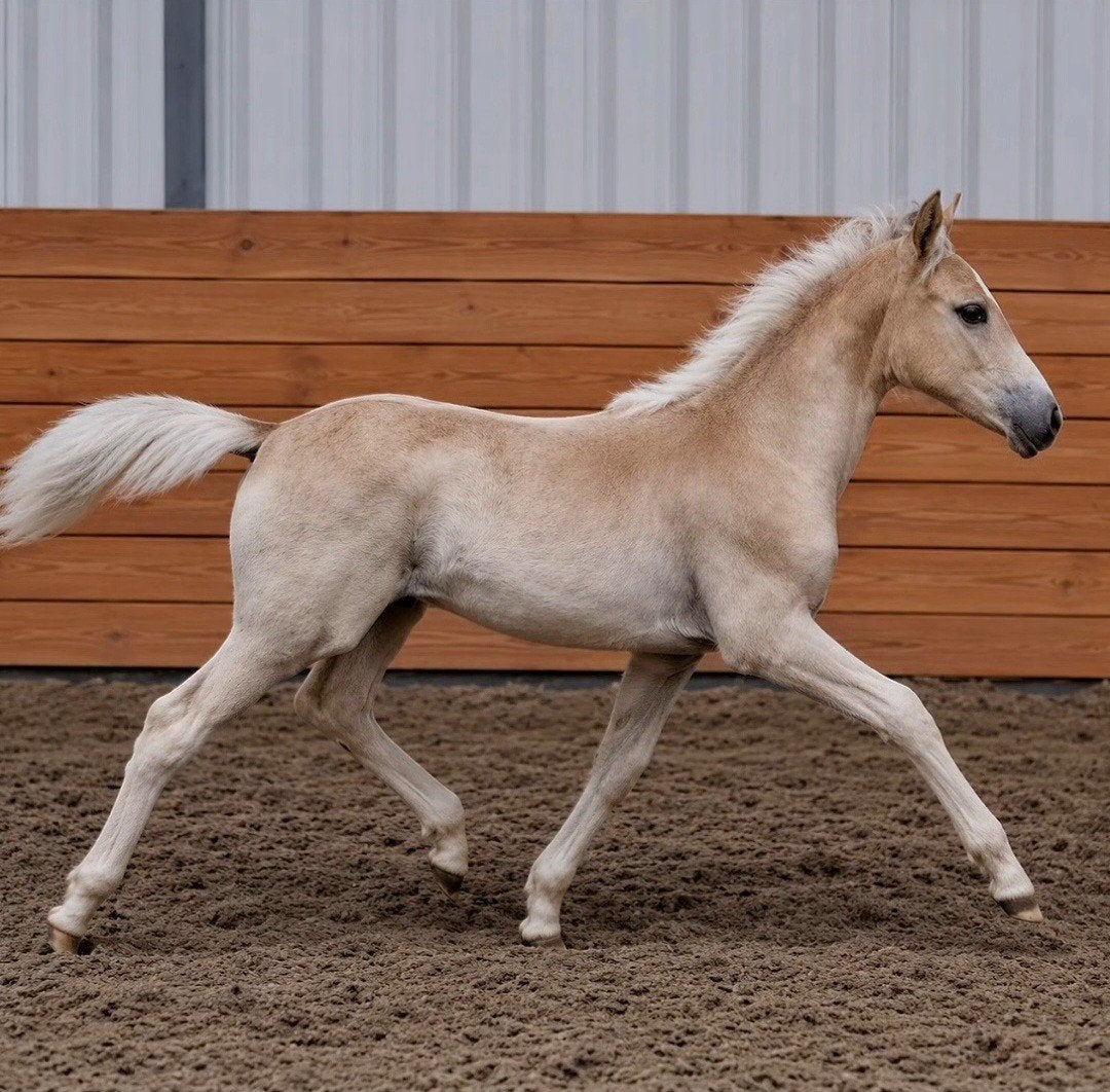 Veelbelovend Haflinger hengstveulen te koop 🤩, Dieren en Toebehoren, Minder dan 160 cm, Dressuurpaard, 0 tot 2 jaar, Hengst