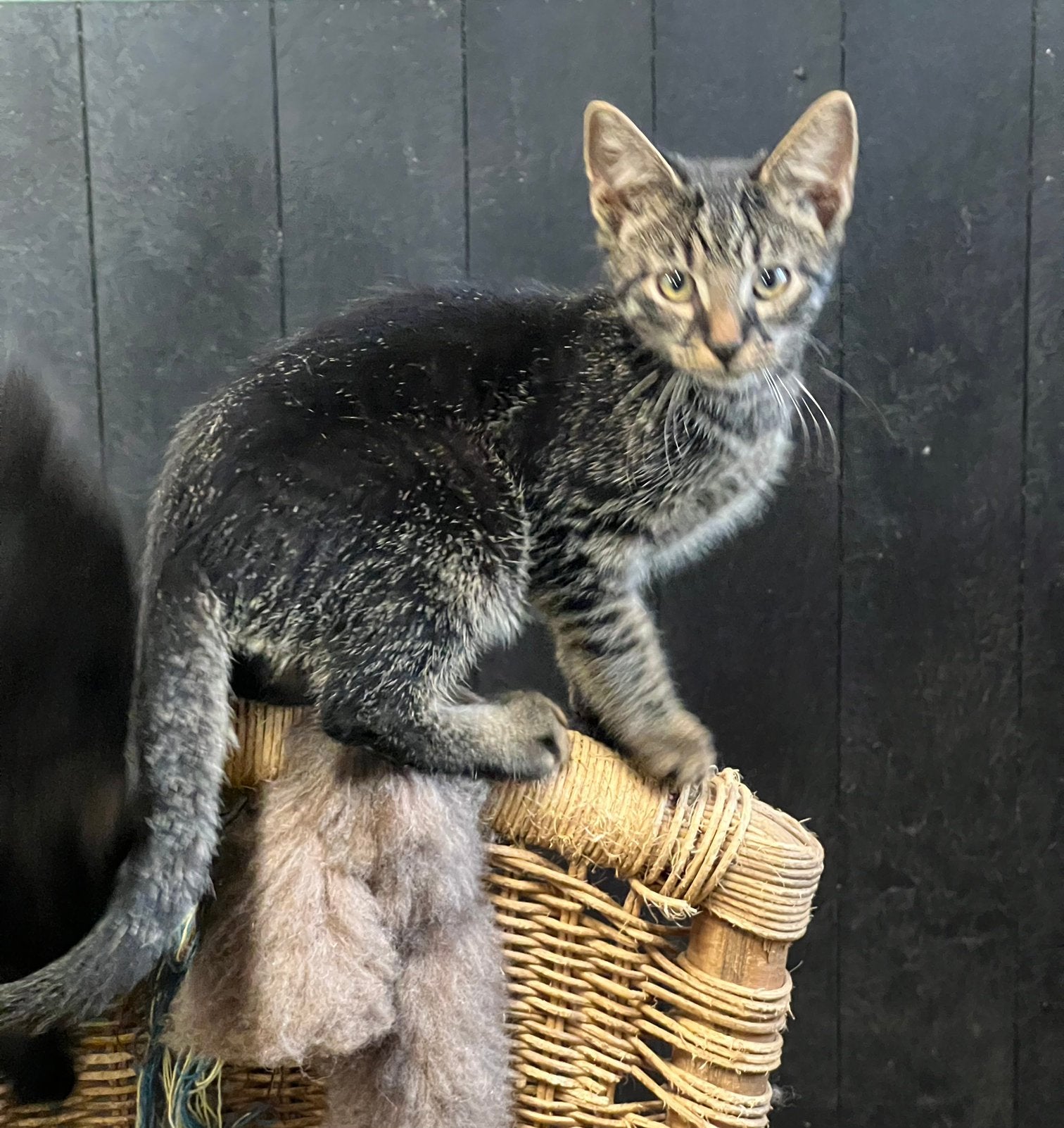 Zeer lieve aanhankelijke kittens tijger cyperse zwart, Dieren en Toebehoren, Katten en Kittens | Overige Katten, Meerdere dieren
