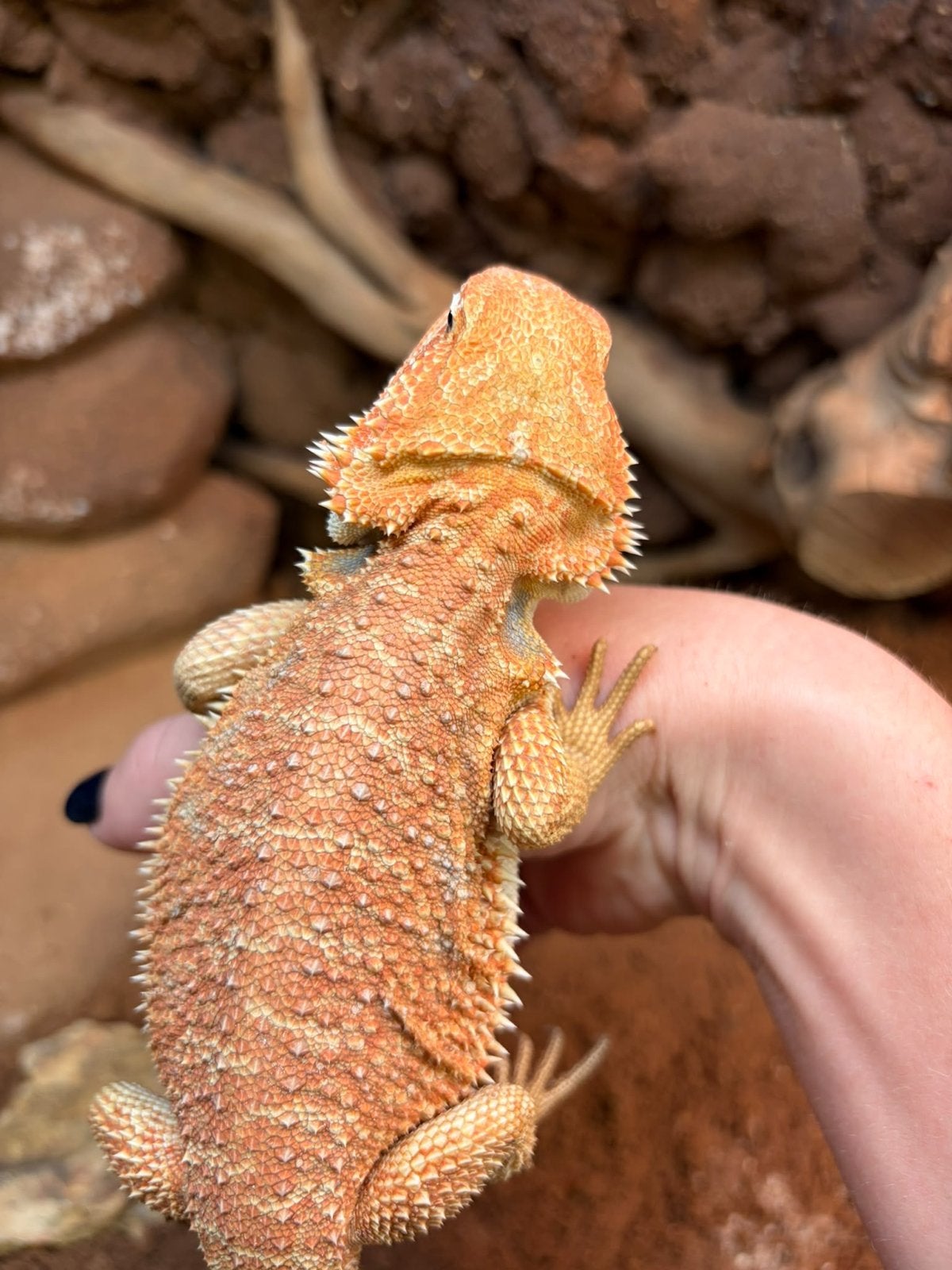 Baardagamen - Pogona Vitticeps Bearded Dragon photo 5