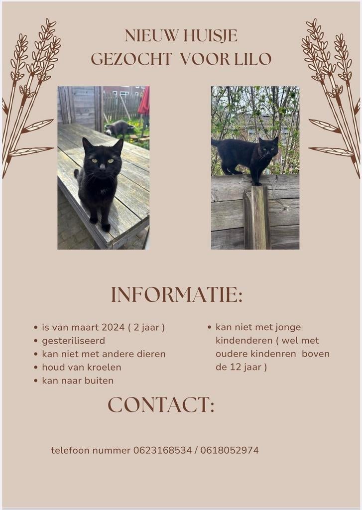 Nieuw huisje gezocht van Lilo de poes., Dieren en Toebehoren, Katten en Kittens | Overige Katten, Poes