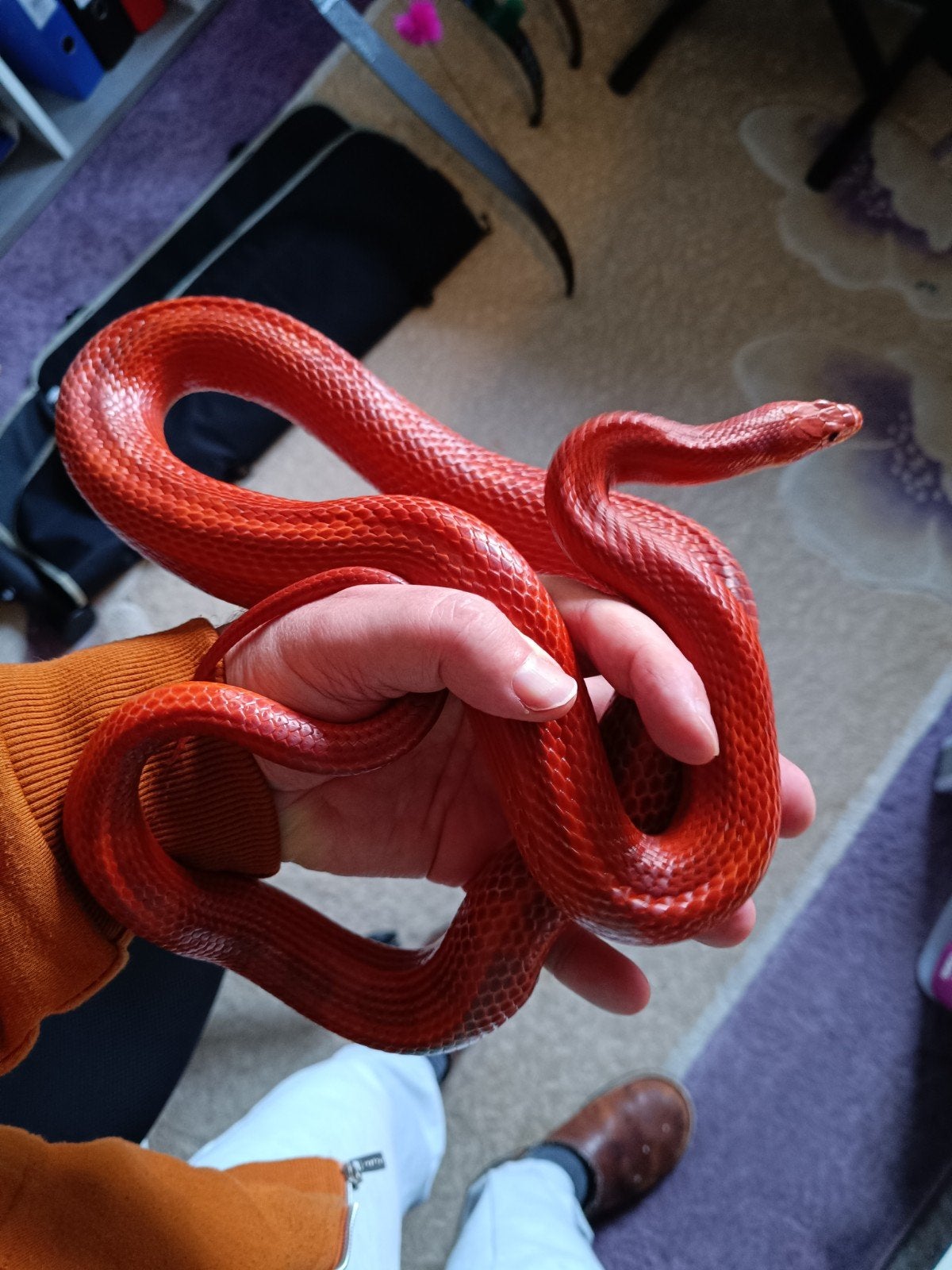 Korenslangen Corn Snake photo 2