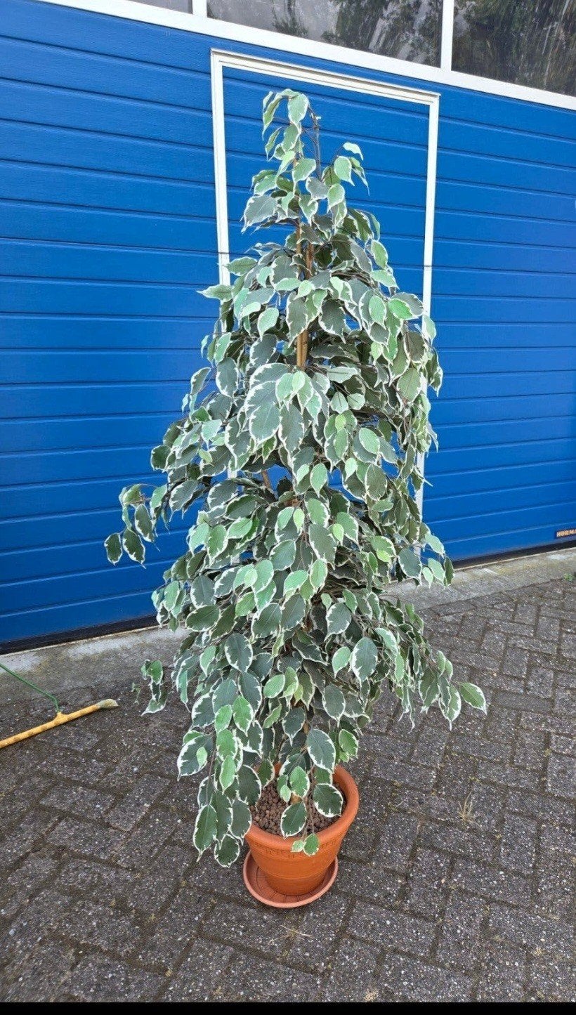 kunstplant 180 cm hoog, Tuin en Terras, Planten | Bomen, Ophalen of Verzenden, Halfschaduw, Overige soorten, Minder dan 100 cm