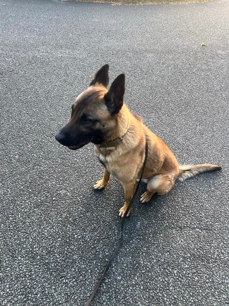 Prachtige Mechelse Herder reu “Amigo” – 1 jaar, Dieren en Toebehoren, Honden | Herdershonden en Veedrijvers, Reu, 1 tot 2 jaar