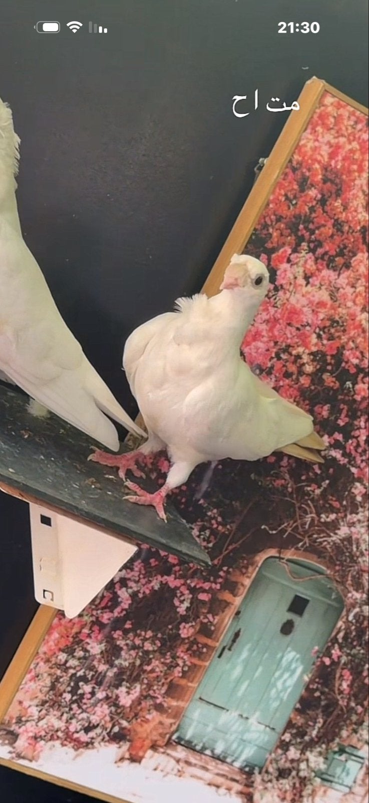 0687722941, Dieren en Toebehoren, Vogels | Overige Vogels