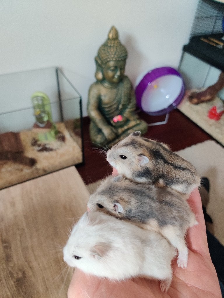 Tamme dwerghamsters (met of zonder kooi naar keuze), Dieren en Toebehoren, Hamster, Juni, Meerdere dieren, Tam