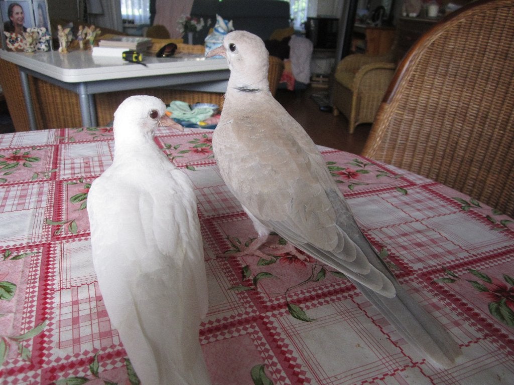 2 jonge tamme tortelduiven, roosduif, lachduif wit en grijs, Dieren en Toebehoren, Vogels | Duiven, Geslacht onbekend, Tortelduif