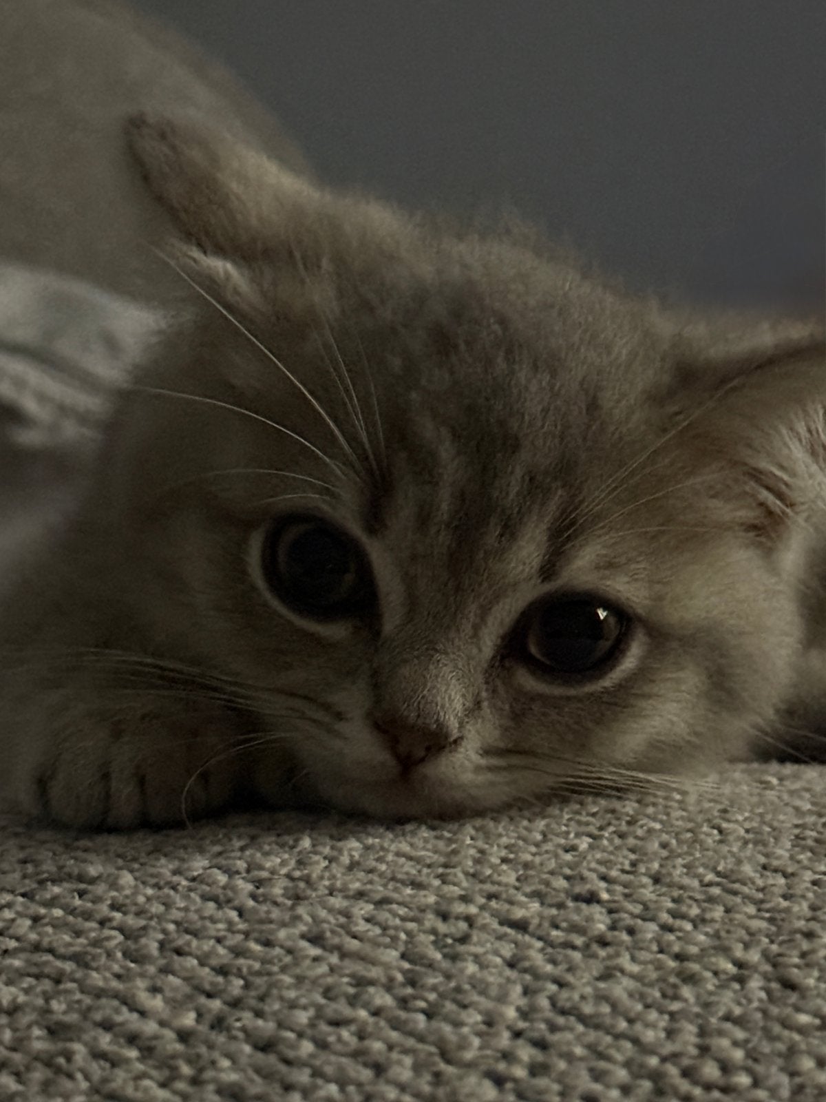 Britse Korthaar katertje, Dieren en Toebehoren, Katten en Kittens | Raskatten | Korthaar, Kater