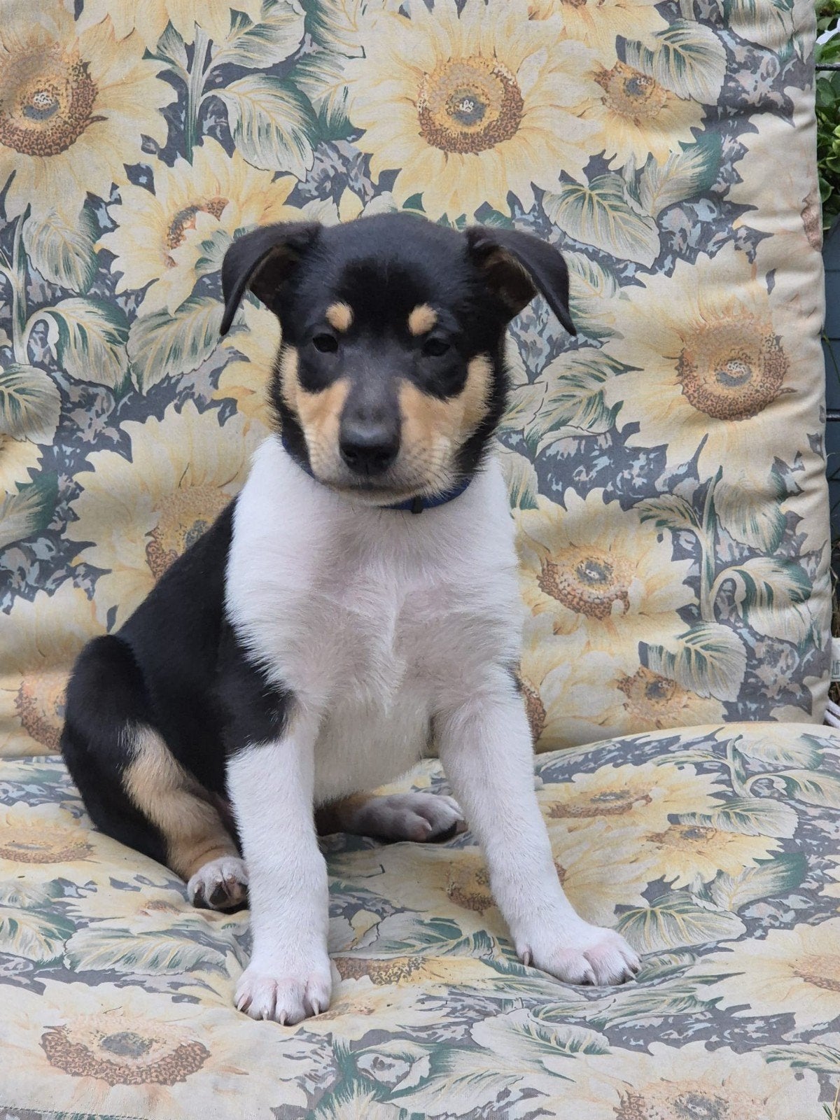 Schotse herder korthaar pups, Dieren en Toebehoren, Honden | Herdershonden en Veedrijvers, Parvo, Reu, 8 tot 15 weken, Meerdere