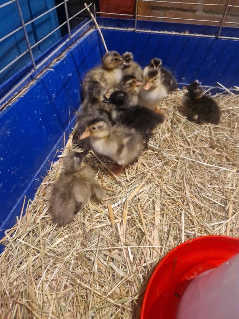 Indische loopeenden pulletjes geboren 13 mei, Dieren en Toebehoren, Pluimvee, Geslacht onbekend, Eend