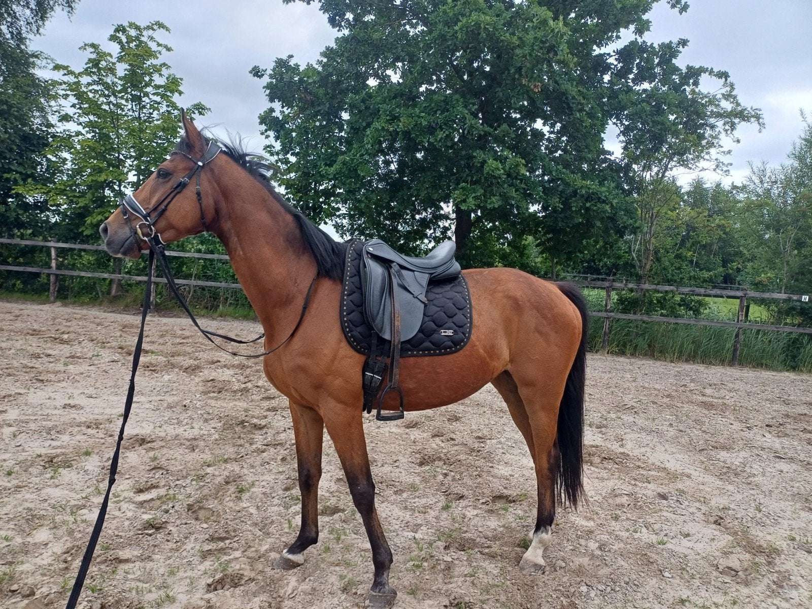Lieve ruin te koop🩷, Dieren en Toebehoren, Paarden, Merrie, Minder dan 160 cm, B, 3 tot 6 jaar