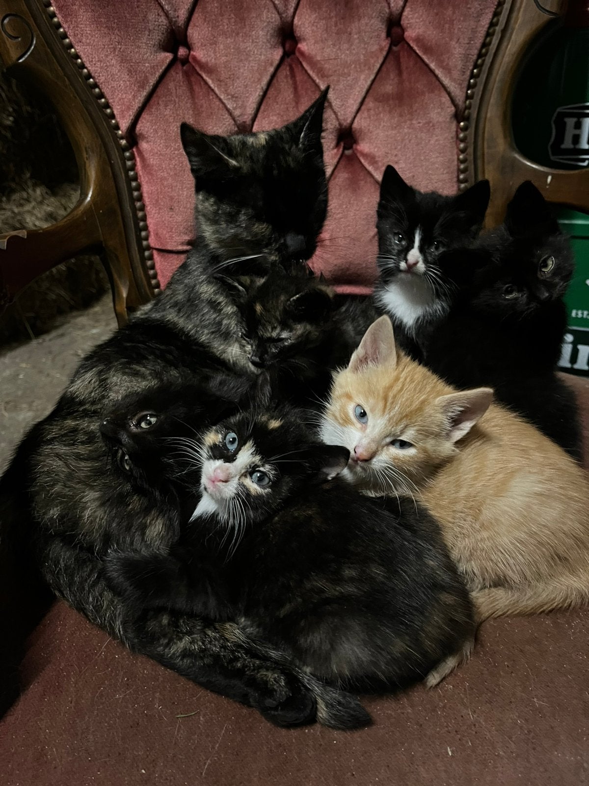 Leuke boerderij poezen (kittens verkocht), Dieren en Toebehoren, Meerdere dieren, Kortharig, 0 tot 2 jaar