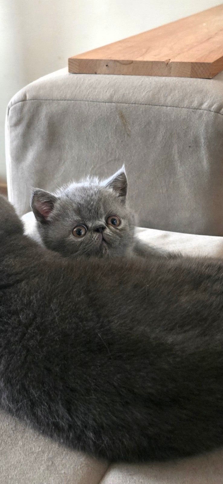 BLUE EXOTIC KITTEN, Kater, Gechipt, 0 tot 2 jaar