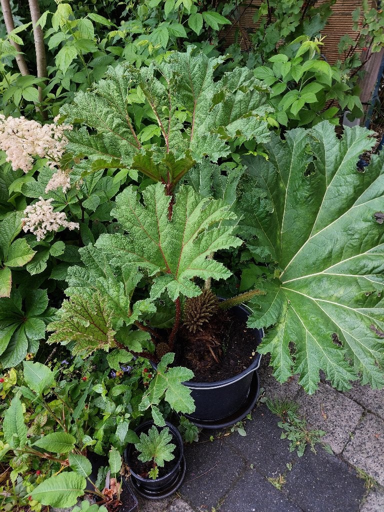 reuzenrabarber, Tuin en Terras, Planten | Tuinplanten, Vaste plant, Halfschaduw, Zomer, Ophalen
