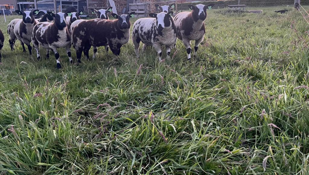 Bonte rammen, Dieren en Toebehoren, Schapen, Geiten en Varkens, Schaap, Meerdere dieren, 0 tot 2 jaar