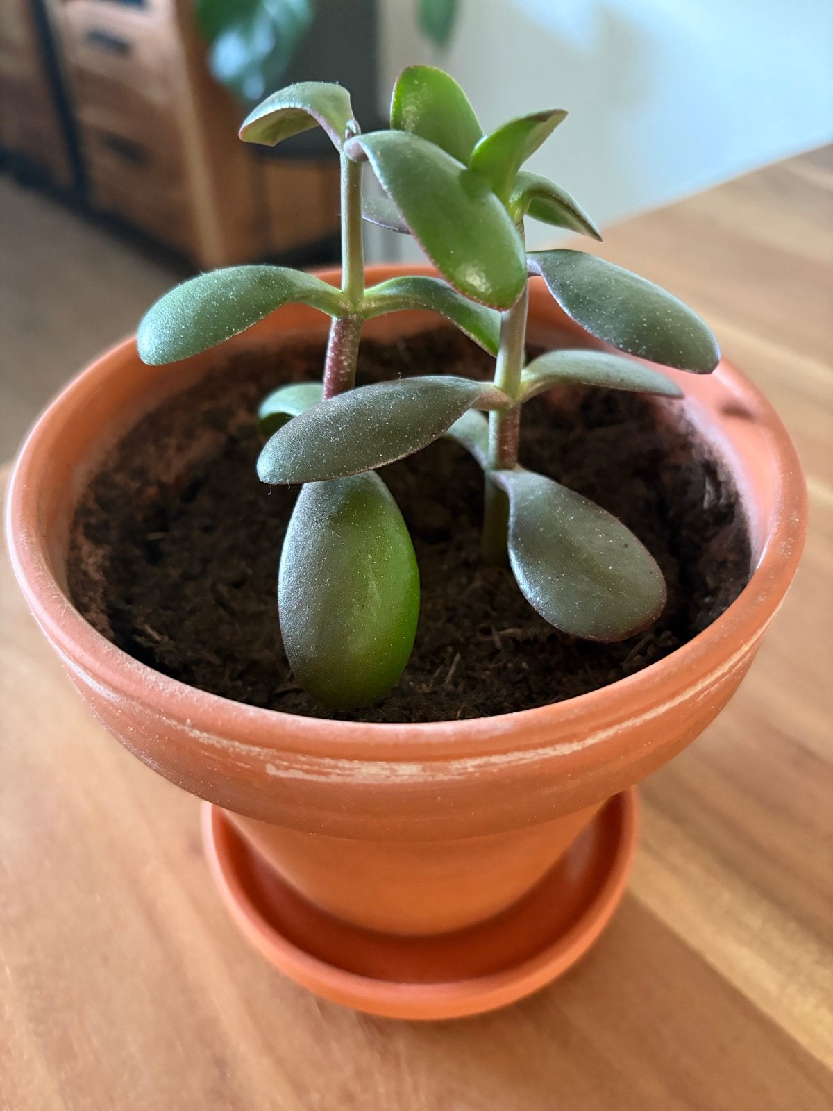 2 stekjes Jadeplant in terracotta pot met schotel, Ophalen, Vetplant, Halfschaduw, In pot