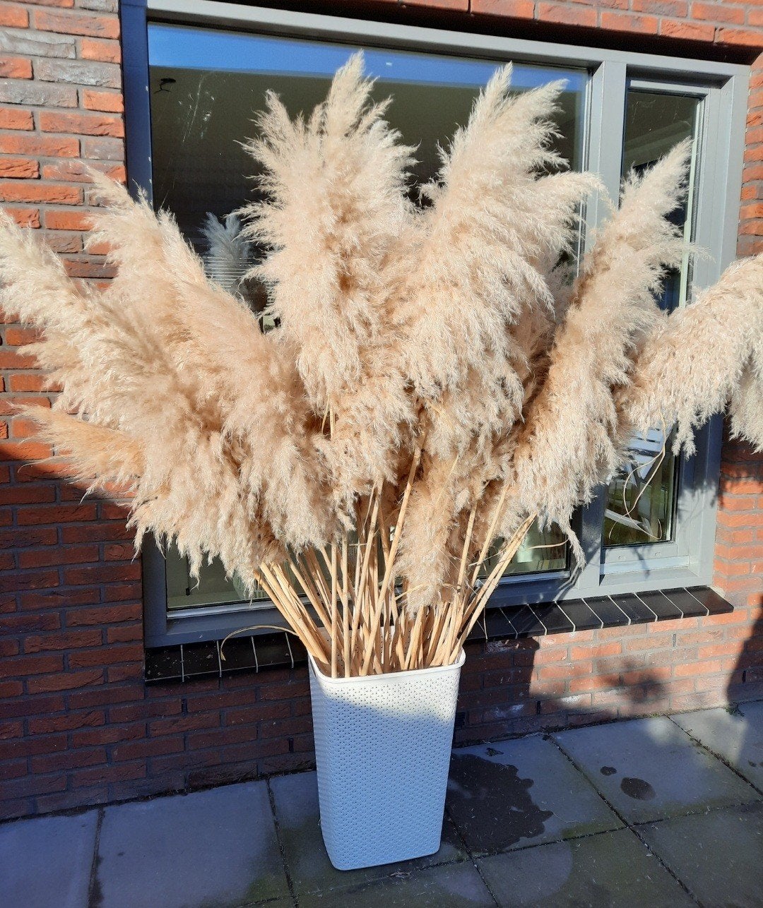 XXL Pampas Pluimen, Ophalen of Verzenden, Nieuw
