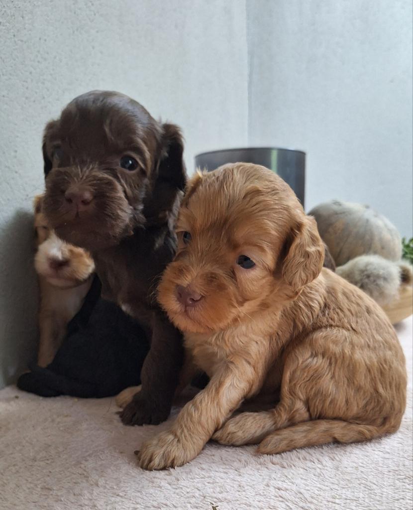 Australian  labradoodle pups!!  40 cm, Dieren en Toebehoren, Nederland, Overige rassen, Meerdere, Meerdere dieren