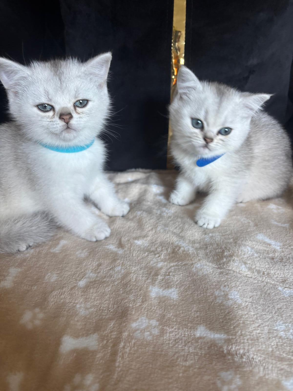 Te koop: Twee prachtige Britse Korthaar katers -Blauwe ogen, Dieren en Toebehoren, Katten en Kittens | Raskatten | Korthaar, Kater