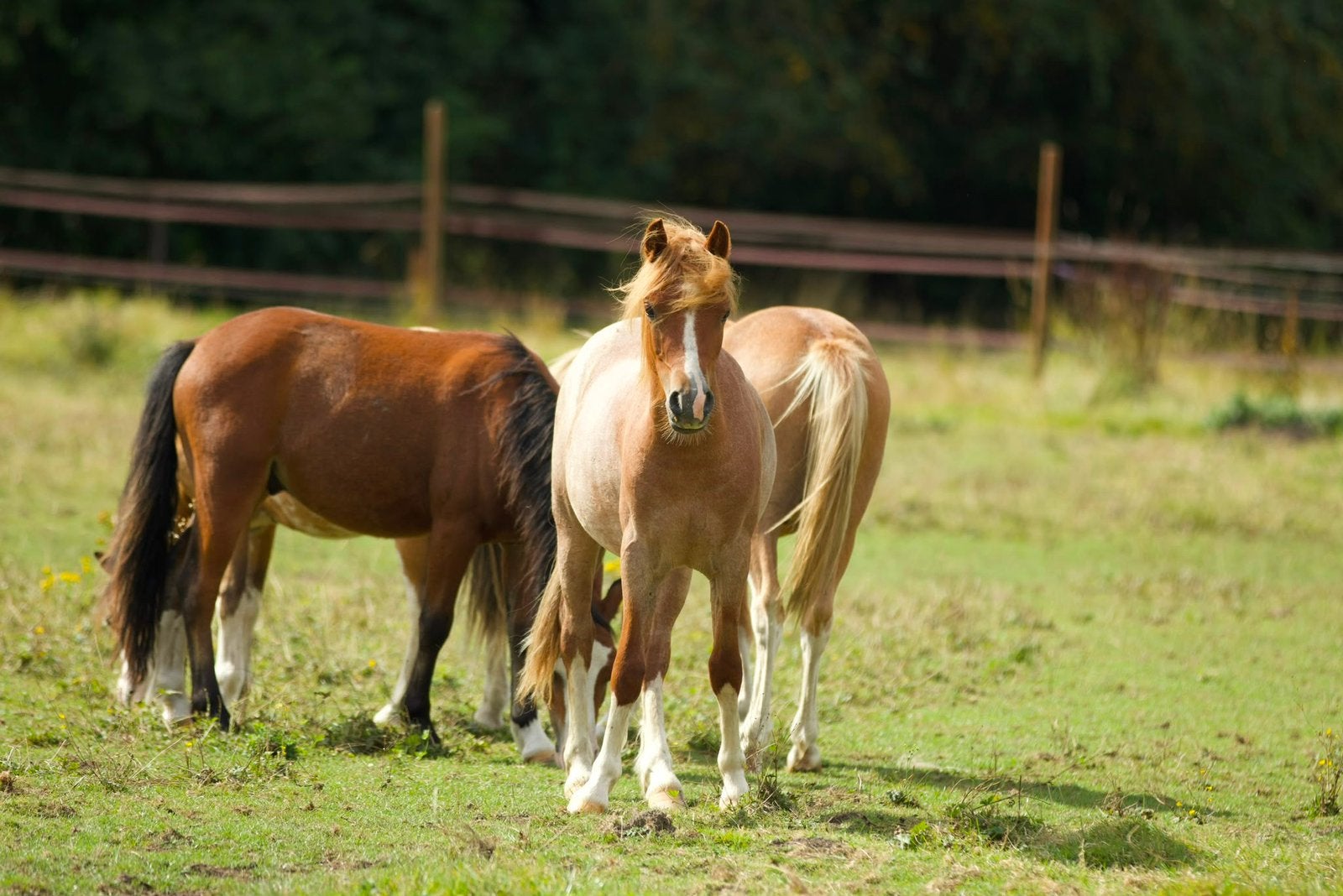 welsh pony, Dieren en Toebehoren, 0 tot 2 jaar, Hengst, Met stamboom, B pony (1.17m tot 1.27m)