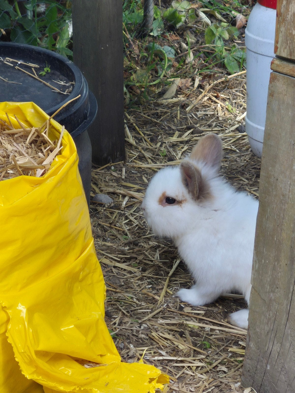 Lief dekmannetje konijn, Dieren en Toebehoren, Konijnen, Mannelijk, Middelgroot, 0 tot 2 jaar