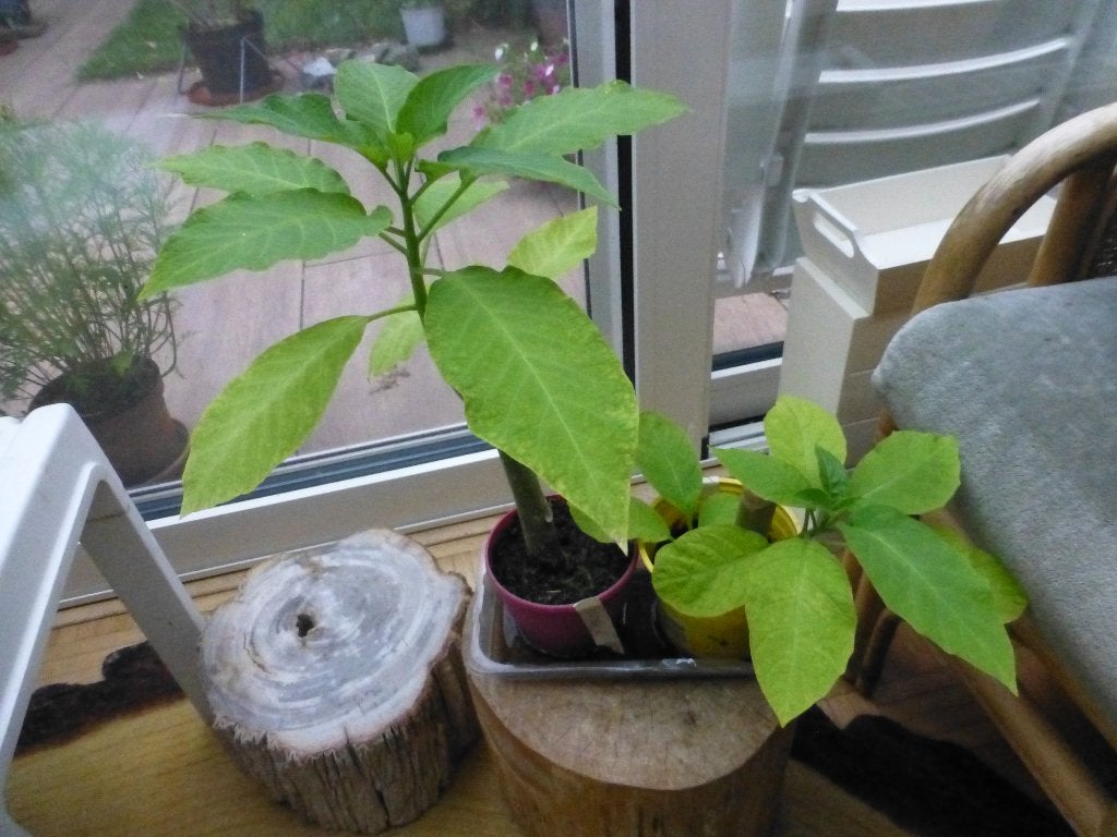 BRUGMANSIA planten en stekken 2026 roze, geel, witte, Ophalen of Verzenden, Overige soorten, Halfschaduw