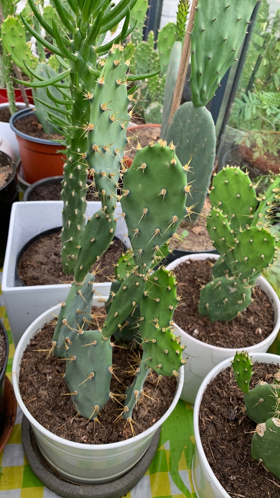 Cactusplant met pot €10, Huis en Inrichting, Kamerplanten, Ophalen, Halfschaduw, Minder dan 100 cm