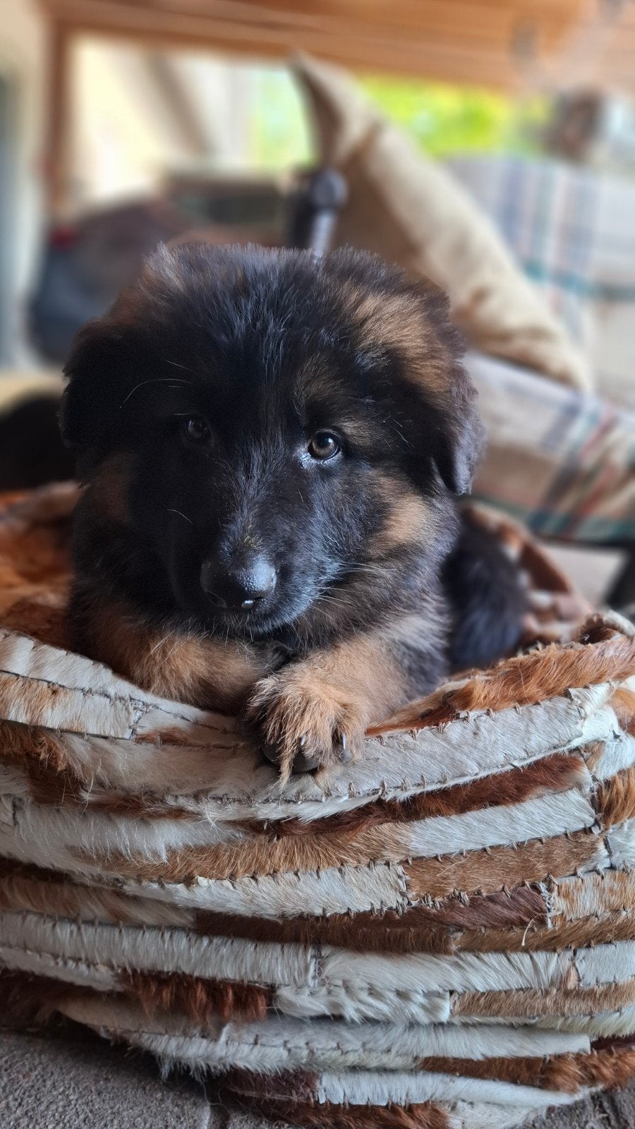 Duitse Herder pup!!!, 8 tot 15 weken, Meerdere, Meerdere dieren, Herder