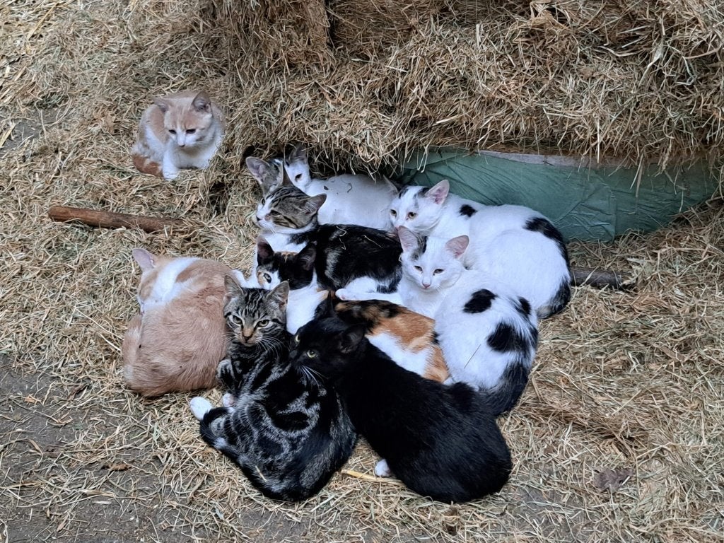 Lieve boerderij kittens, Meerdere dieren, Ontwormd, 0 tot 2 jaar