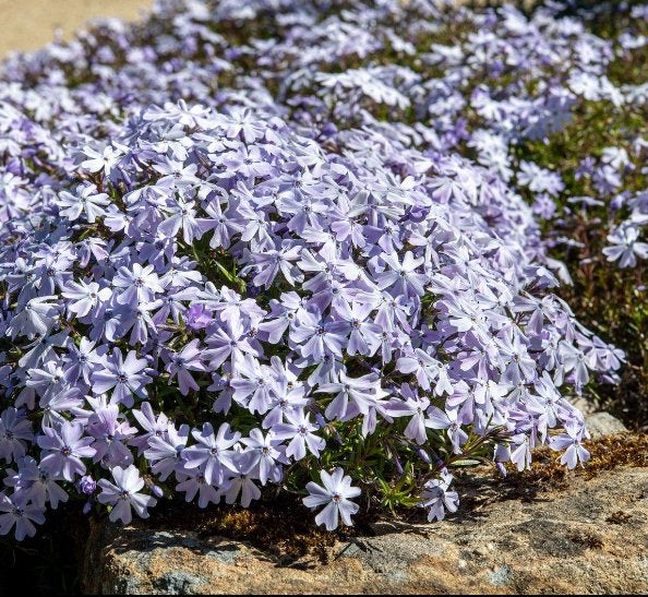 Tuinplanten - Phlox S. Emerald Cushion Blue - Chemievrij, Bodembedekkers, Vaste plant, Ophalen of Verzenden, Halfschaduw