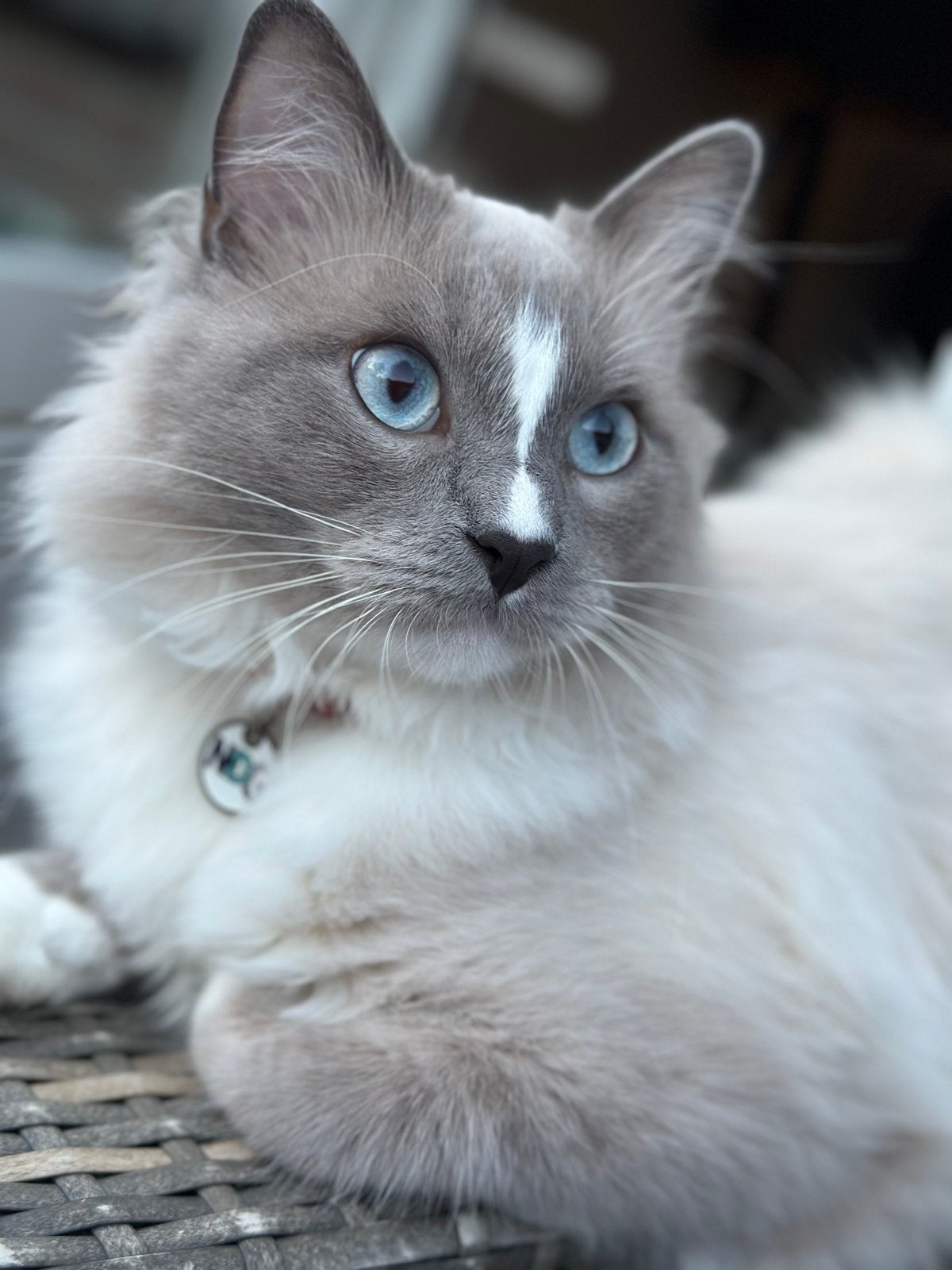 Prachtige blauwe-ogige kater zoekt een liefdevol nieuw thuis, Kater