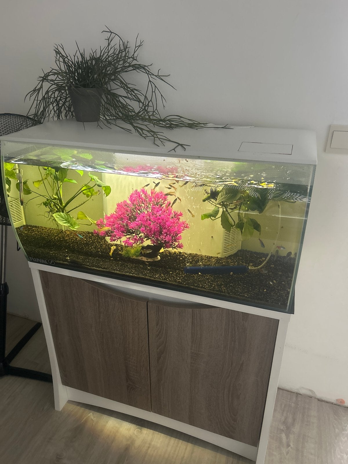 Fluval aquarium, Ophalen, Inclusief vissen, Zo goed als nieuw, Fluval