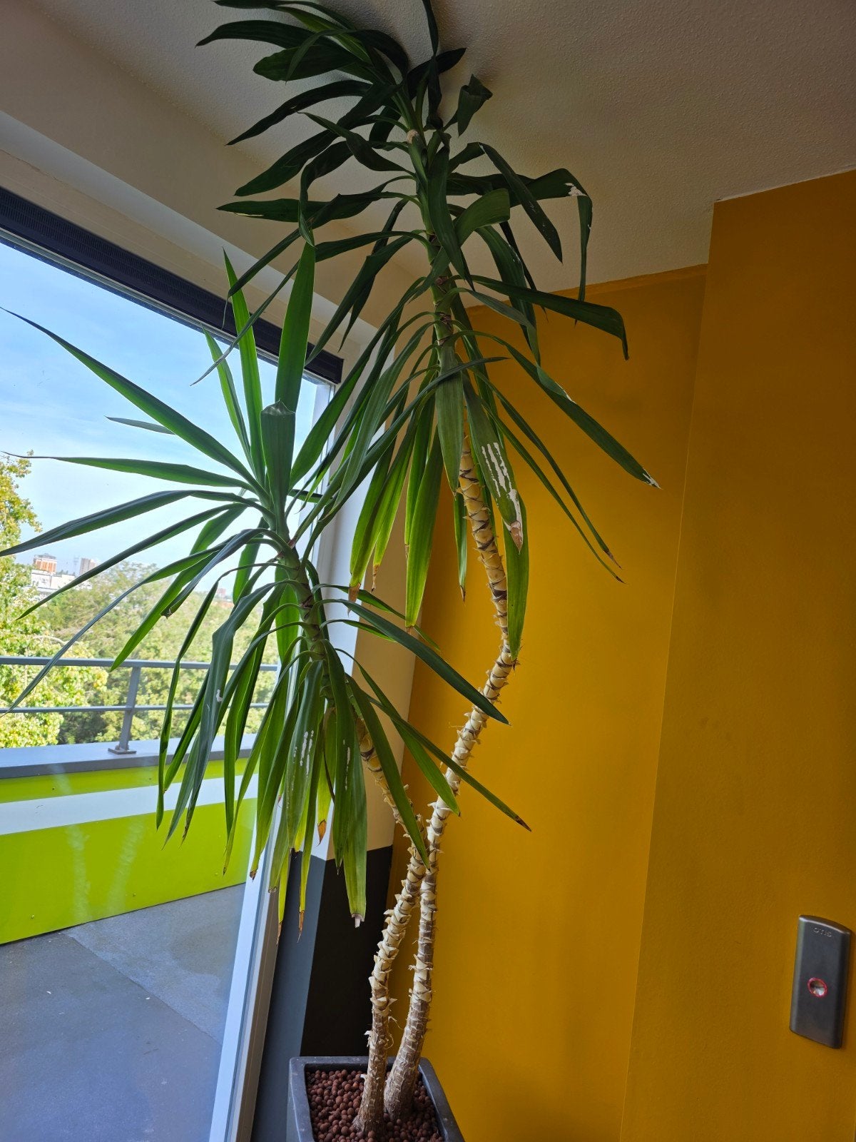 Gratis Yucca plant met pot - Ideaal voor lichte ruimtes, 200 cm of meer, Ophalen of Verzenden, In pot, Yucca