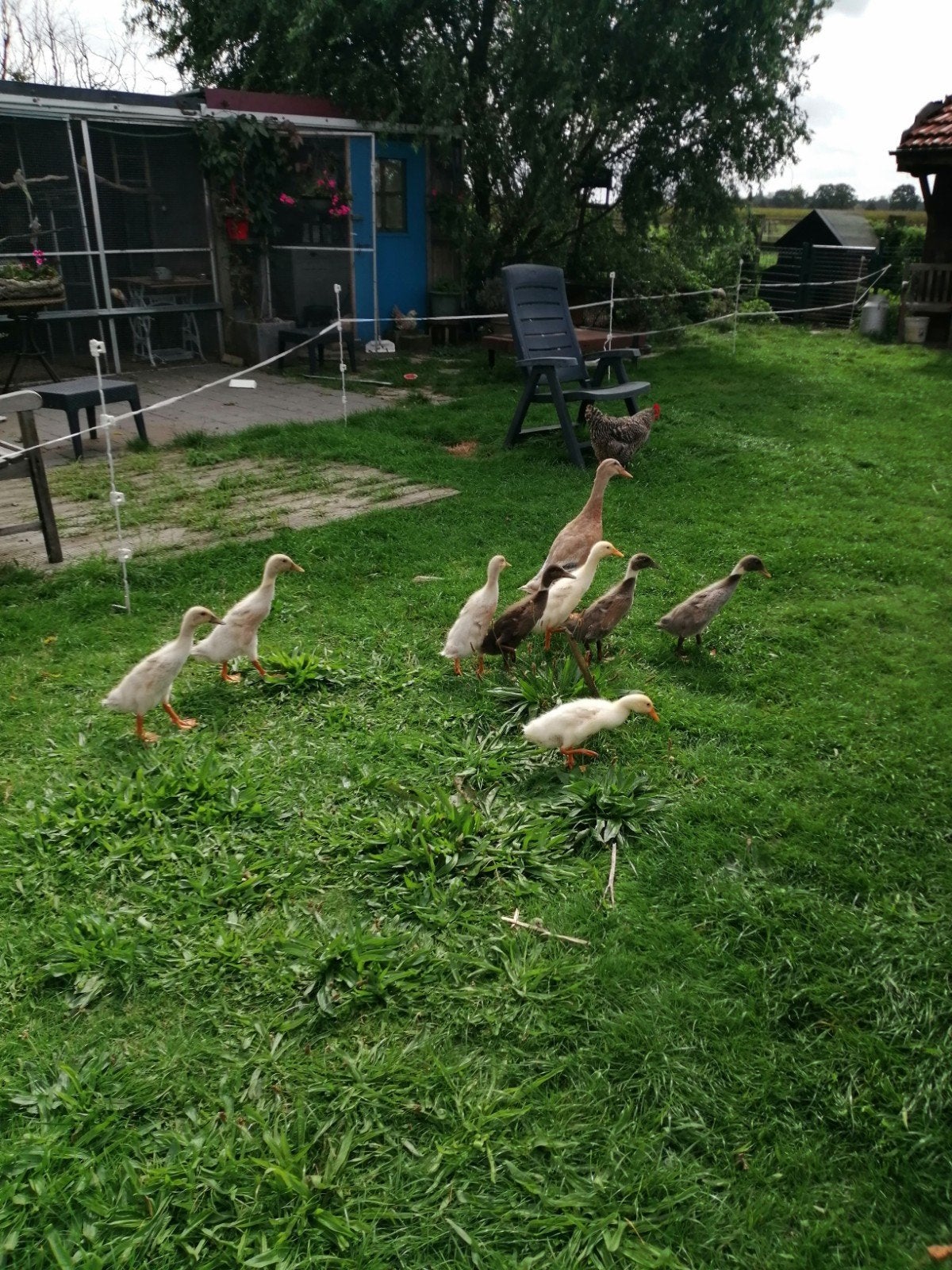 Indische loopeenden te koop, Meerdere dieren, Eend