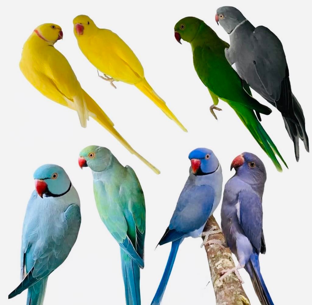 gezocht halsband parkieten jong / overjarig / volwassen, Meerdere dieren, Parkiet
