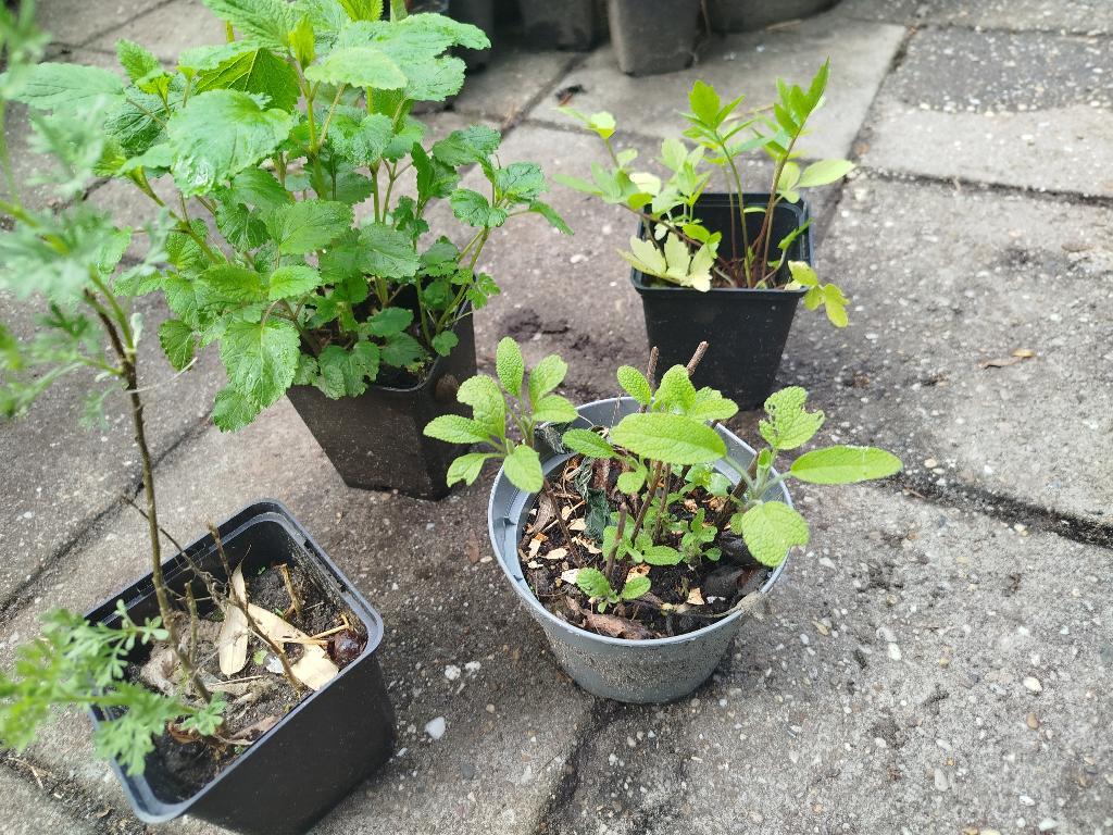 4 kruiden, Ophalen, Vaste plant, Kruiden, Volle zon