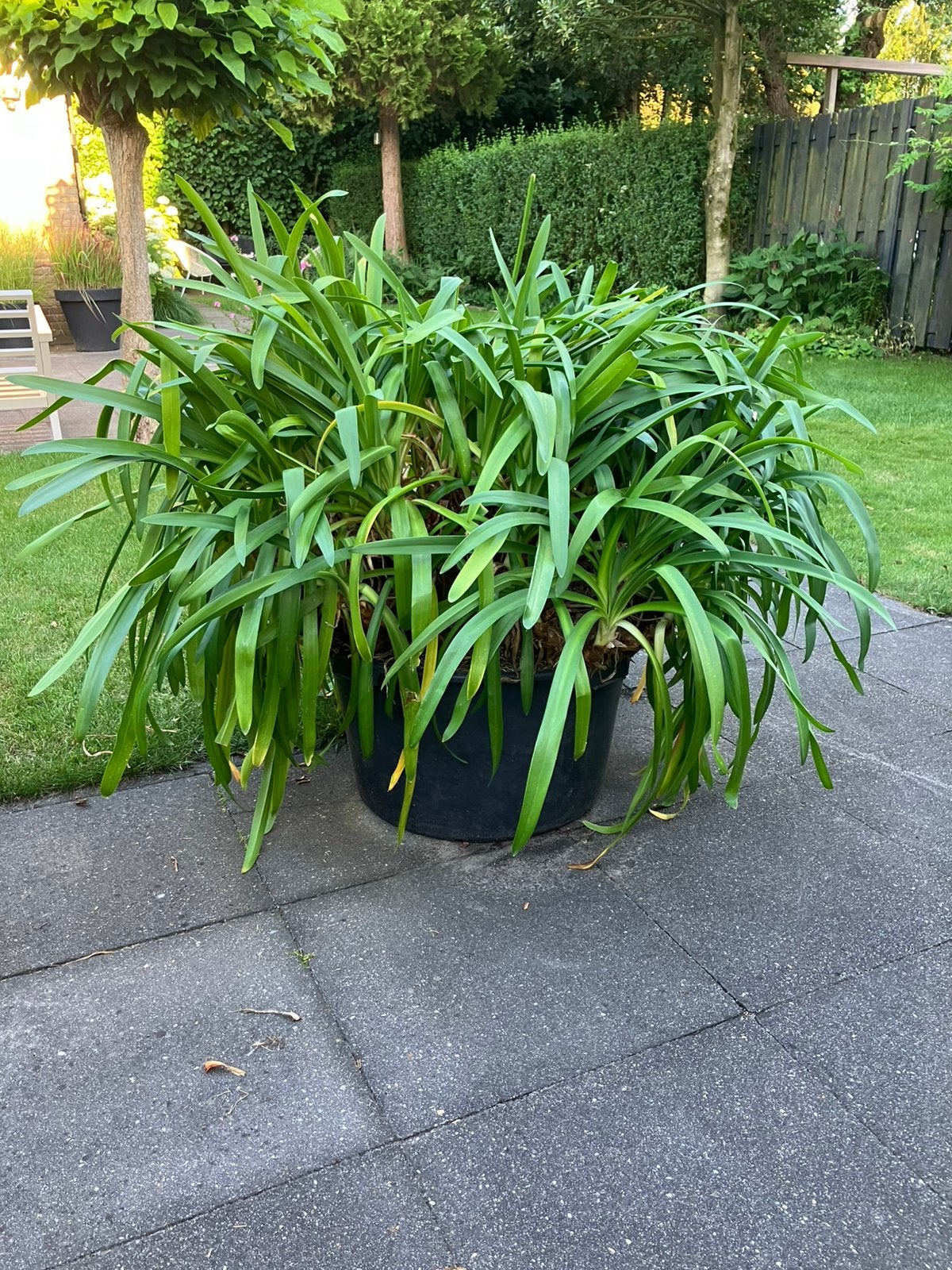 Prachtige blauwe agapanthus, Ophalen, Overige soorten, Volle zon