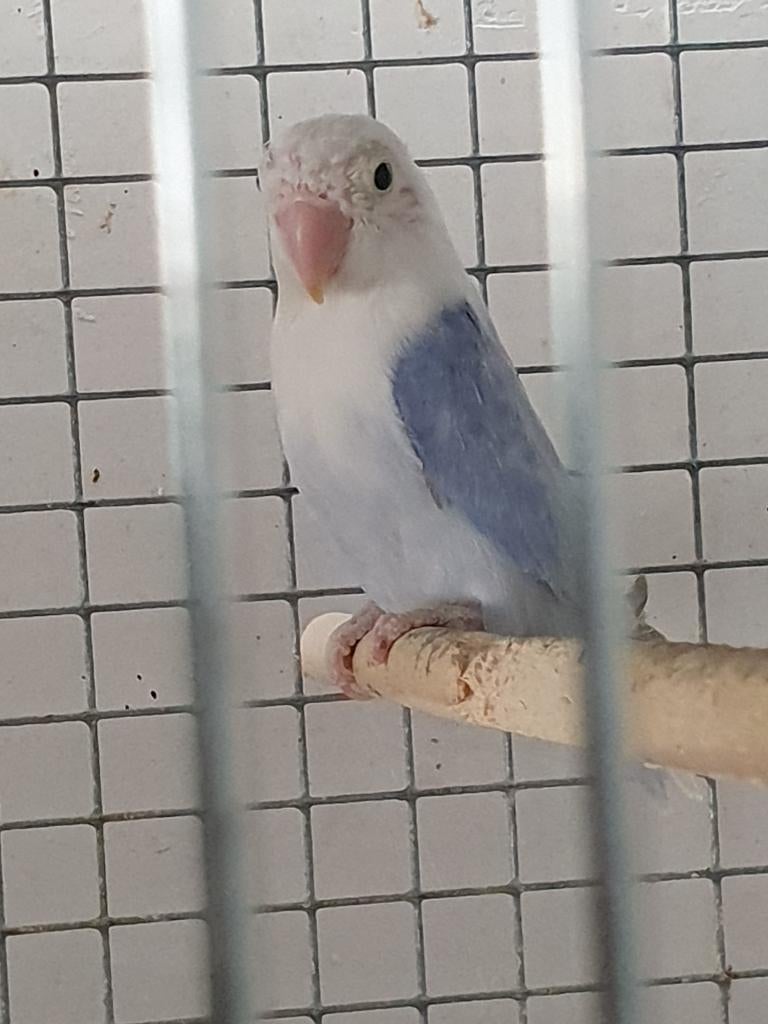 Dwergpapegaai, Dieren en Toebehoren, Vogels | Parkieten en Papegaaien, Vrouwelijk, Dwergpapegaai of Agapornis, Geringd