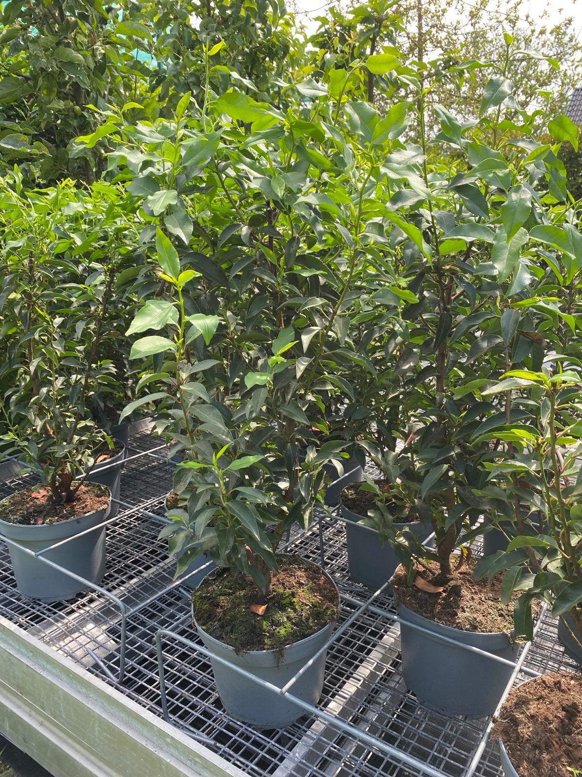 Portugese Laurier 90/100cm hoog, Vaste plant, Bloeit niet, Halfschaduw, Ophalen