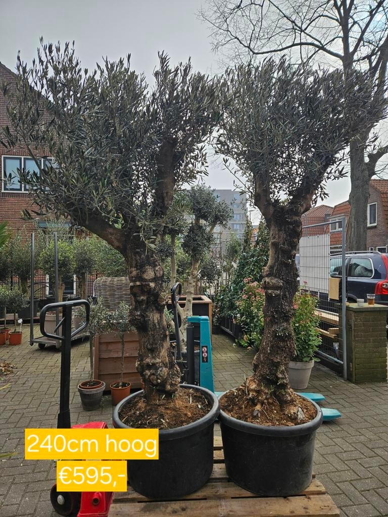 Grote prachtige grillige olijfboom Hojiblanca 240 hoog, Tuin en Terras, Planten | Bomen, Volle zon, Ophalen of Verzenden, 100 tot 250 cm