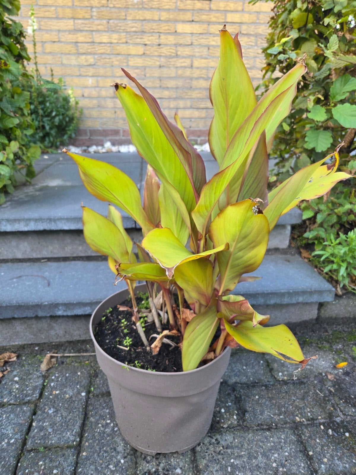 Canna plant in pot - Groene bladeren met rode nerven, Volle zon, Vaste plant, Zomer, Ophalen
