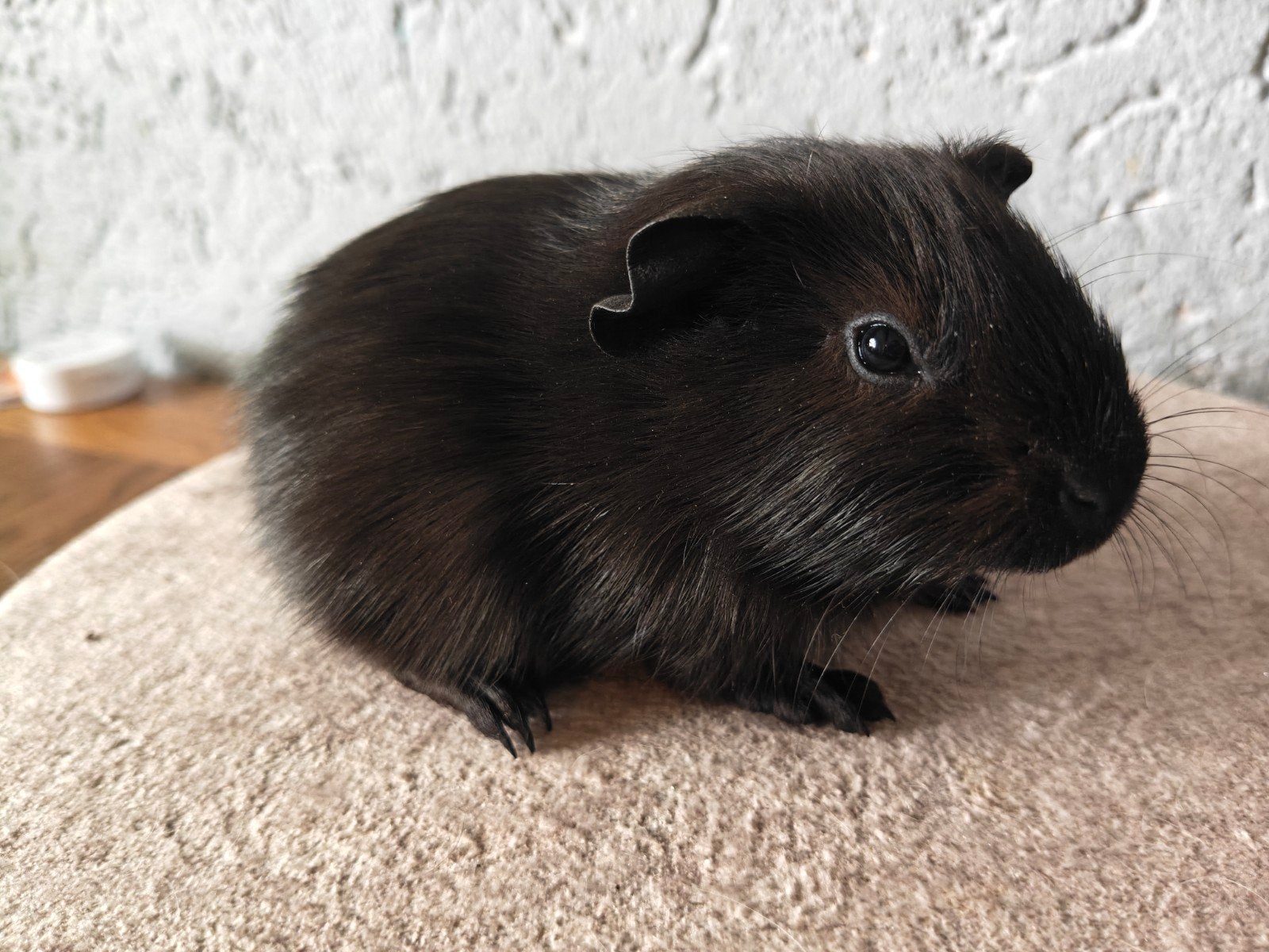 choco zwarte cavia zeug, Dieren en Toebehoren, Cavia, Augustus, Vrouwelijk, Tam