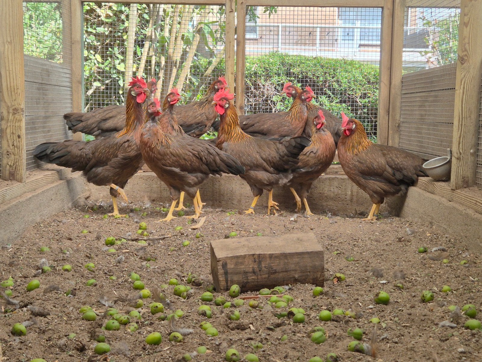 10st hennen Leghorn Bruinpatrijs ZELDZAAM, Dieren en Toebehoren, Pluimvee