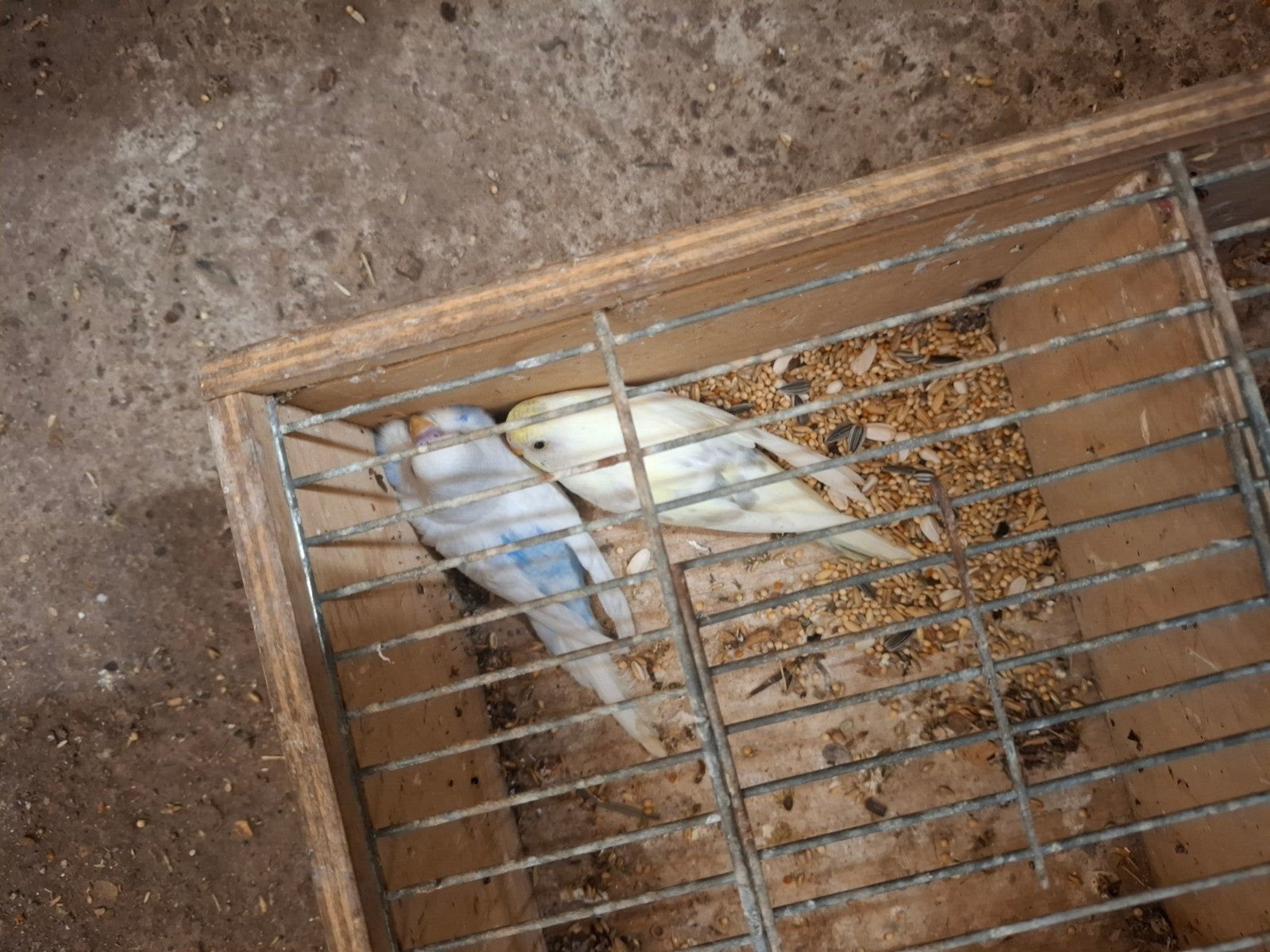 10 jonge parkietjes te koop: 12,50 euro per stuk, Meerdere dieren, Parkiet