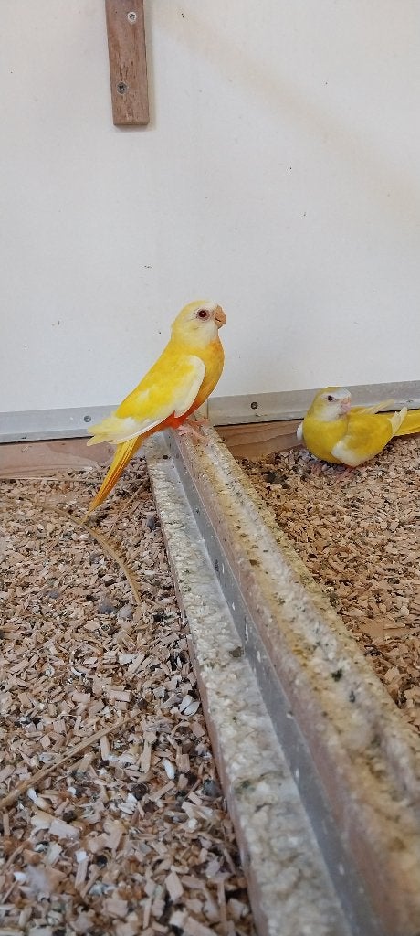 Splendid lutino, Dieren en Toebehoren, Meerdere dieren, Parkiet