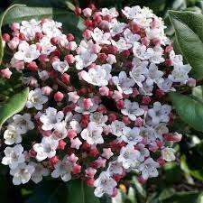 Mooie soorten Viburnum (Sneeuwbal) in pot!, Tuin en Terras, Planten | Struiken en Hagen, Overige soorten, Minder dan 100 cm, Ophalen