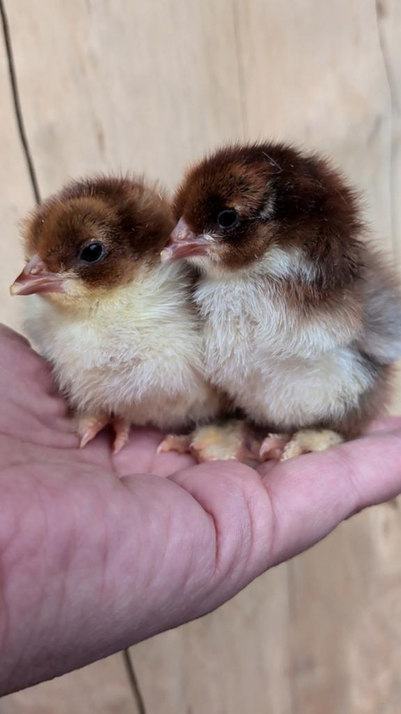 Kuikens brahma met kans op krulveer, Dieren en Toebehoren, Kip