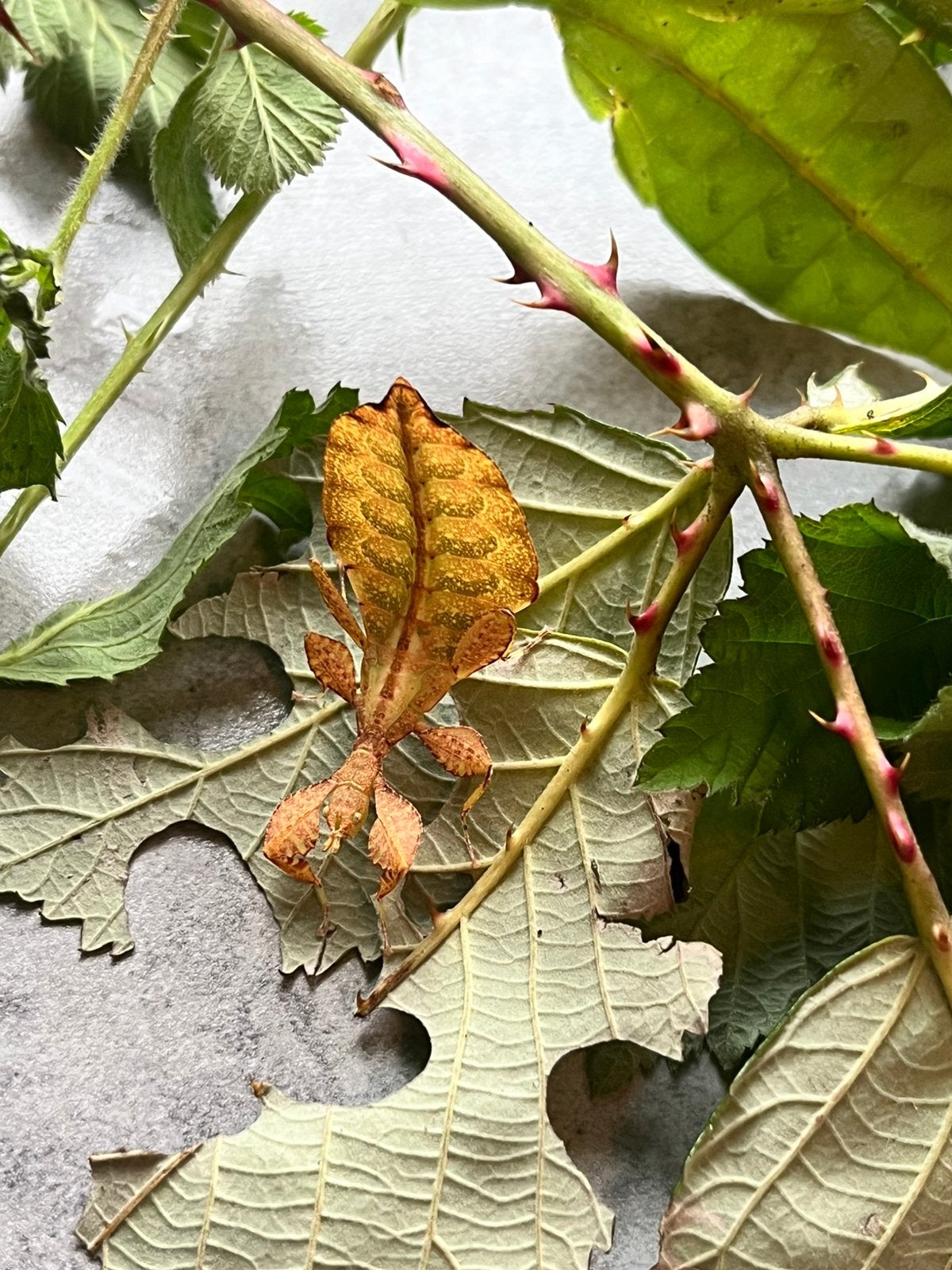 Eitjes van wandelend blad ‘tataba’, Dieren en Toebehoren