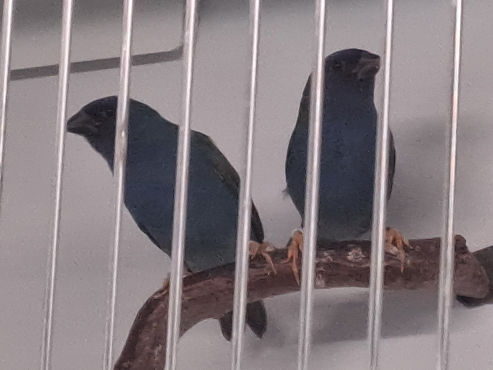 Te koop 3 Forbes papegaai amadines, Dieren en Toebehoren, Vogels | Overige Vogels, Mannelijk